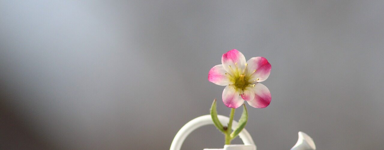 Vorteile der Verwendung von Sodawasser für Pflanzen auf sodawasser.eu